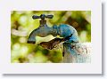 Myrtle Warbler at campsite drinking fountain
