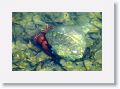 Hermit crab in campsite lagoon