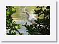 Great Egret at campsite lagoon
