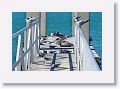 A variety of shorebirds like to use the floating docks at the boat ramps too