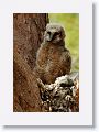 Back to the Great Horned Owl nest tree near North Beach shelter 6 for late afternoon light