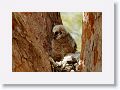 Back to the Great Horned Owl nest tree near North Beach shelter 6 for late afternoon light
