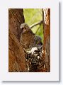 Back to the Great Horned Owl nest tree near North Beach shelter 6 for late afternoon light