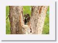 Great Horned Owl nest tree near North Beach shelter 6 for late afternoon light