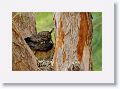 Great Horned Owl nest tree near North Beach shelter 6 for late afternoon light