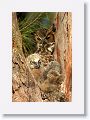 Great Horned Owl nest tree near North Beach shelter 6 for early light