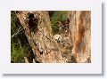 Great Horned Owl nest tree near North Beach shelter 6 for early light