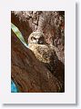 The remaining Great Horned Owl chick on nest tree near North Beach shelter 6 in morning light