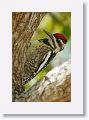 Yellow-bellied Sapsucker