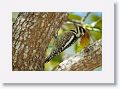 Yellow-bellied Sapsucker