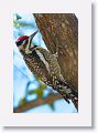 Yellow-bellied Sapsucker