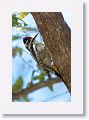 Yellow-bellied Sapsucker