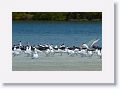 Royal Terns, Black Skimmers and the occassional gull