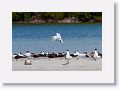 Royal Terns and Black Skimmers