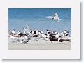 Royal Terns and Black Skimmers
