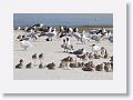 Laughing gulls