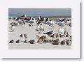 Laughing Gulls