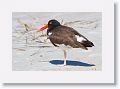 American Oystercatcher