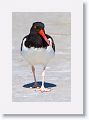 American Oystercatcher