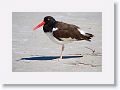 American Oystercatcher