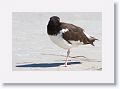 American Oystercatcher with head turned but eye visible it looked like its beak was missing