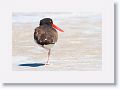 American Oystercatcher