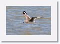 Willet