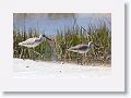 Willets