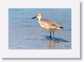 Willet