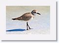 Lesser Golden Plover
