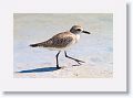 Lesser Golden Plover