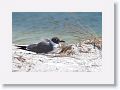 Laughing Gull