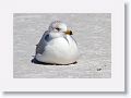 Ring-billed Gull