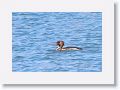 Red-breasted Merganser