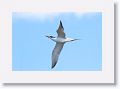 Royal Tern