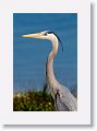 Great Blue Heron at the turn-around for East Beach
