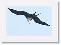 Magnificent Frigatebird over Tierra Verde duck pond on the way to Ft Desoto