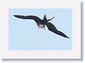Magnificent Frigatebird over Tierra Verde duck pond on the way to Ft Desoto
