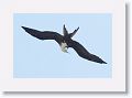 Magnificent Frigatebird over Tierra Verde duck pond on the way to Ft Desoto