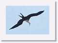 Magnificent Frigatebird over Tierra Verde duck pond on the way to Ft Desoto