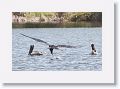 Magnificent Frigatebird dropping down for a drink from Tierra Verde duck pond