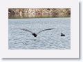 Magnificent Frigatebird dropping down for a drink from Tierra Verde duck pond