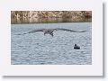 Magnificent Frigatebird dropping down for a drink from Tierra Verde duck pond