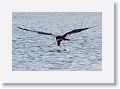 Magnificent Frigatebird dropping down for a drink from Tierra Verde duck pond