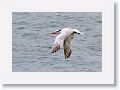 Royal Tern off of Gulf Pier at Ft Desoto
