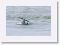 Bottlenose Dolphin off of Gulf Pier at Ft Desoto