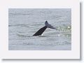 Bottlenose Dolphin off of Gulf Pier at Ft Desoto