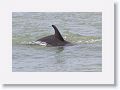 Bottlenose Dolphin off of Gulf Pier at Ft Desoto