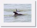Bottlenose Dolphins off of Gulf Pier at Ft Desoto