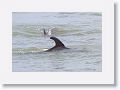 Bottlenose Dolphins off of Gulf Pier at Ft Desoto